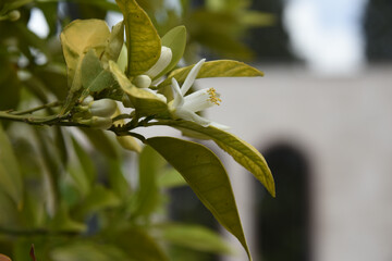 بهار نارنج شیراز