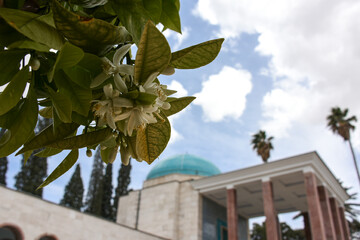 بهار نارنج شیراز