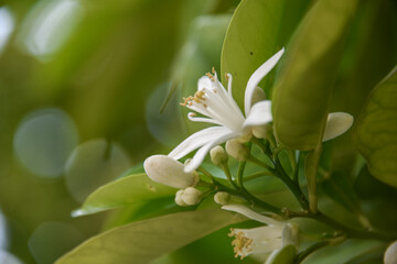 بهار نارنج شیراز