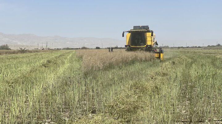 عکس تزئینی است آغاز برداشت کلزا در مزارع لامرد/ تداوم برداشت گندم آبی