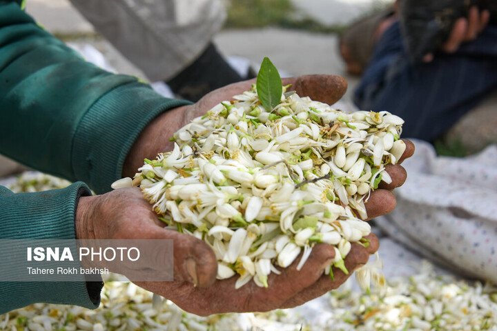بوی خوش برداشت بهارِ نارنج در فارس از راه رسید