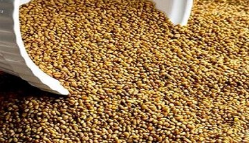 توزیع ۱۰ تن بذر سورگوم علوفه‌ای در هیرمند با هدف تقویت الگوی کشت