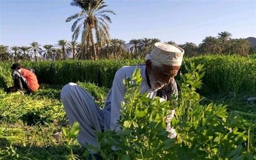 زهک، پیشگام الگوهای نوین کشت