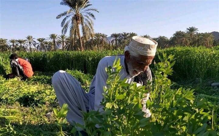 زهک، پیشگام الگوهای نوین کشت