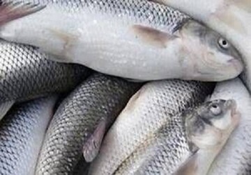 هدف‌گذاری تولید بیش از ۱۷ هزار تن انواع ماهیان خوراکی در اردبیل طی سال ۱۴۰۵