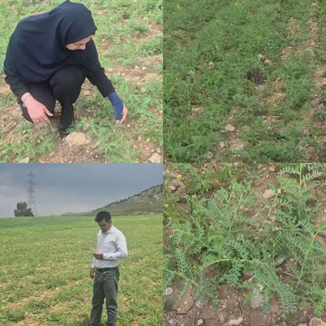 مشاهده بیماری «برق‌زدگی» در مزارع حبوبات بدره