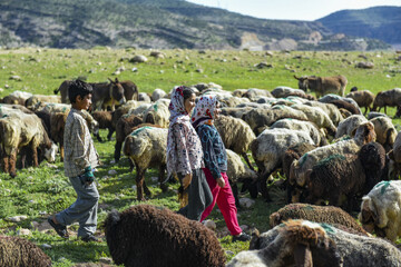 کوچ بهاره ۱۱ هزار و ۲۰۰ خانوار عشایری لرستان به مناطق ییلاقی