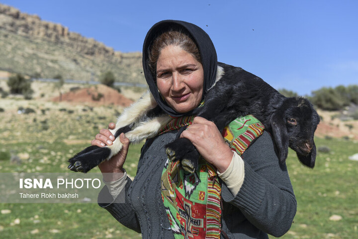تولید سالانه ۱۰۰۰ تن گوشت و ۲۶ هزار تن شیر توسط عشایر کهگیلویه و بویراحمد