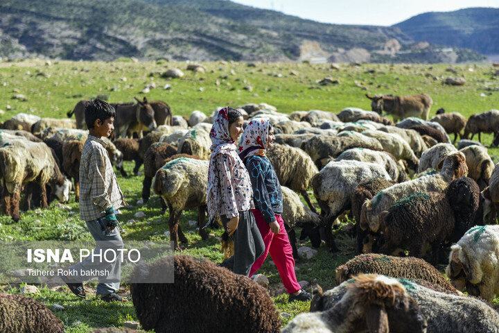 کوچ بهاره ۱۱ هزار و ۲۰۰ خانوار عشایری لرستان به مناطق ییلاقی