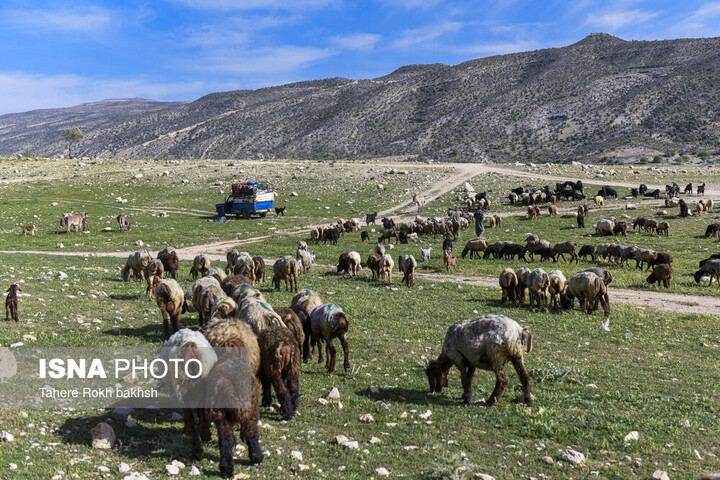 ورود عشایر بدون کارت واکسیناسیون به مراتع چهارمحال و بختیاری ممنوع است