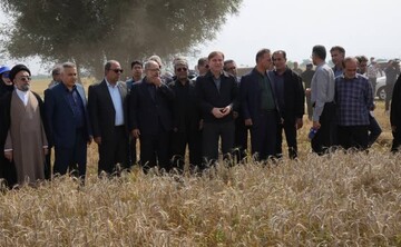 استاندار بوشهر: ۹۰ درصد نیاز گندم استان از داخل تأمین می‌شود