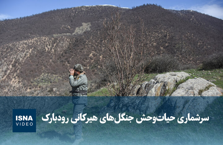 ویدیو/ سرشماری حیات‌وحش جنگل‌های هیرکانی رودبارک