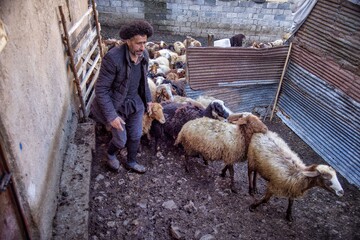 دامداری یکی از مشاغل مهم و پر رونق روستای «شانه تراش» است.