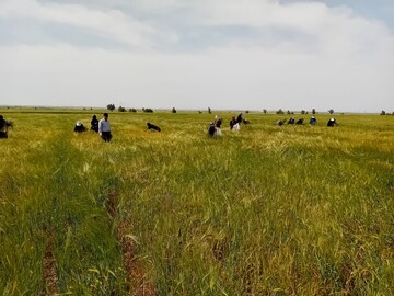 تولید هسته‌های اولیه بذری گندم و جو دیم؛ آغاز فصل جدیدی در بهره‌وری کشاورزی ایلام