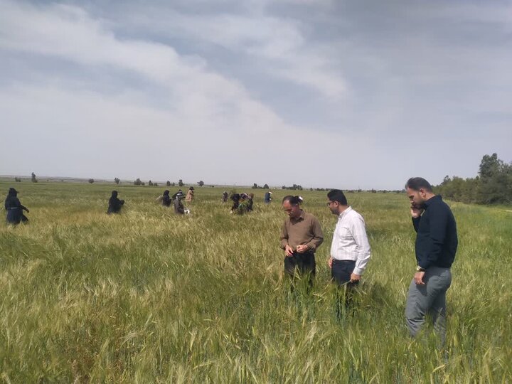 تولید هستههای اولیه بذری گندم و جو دیم؛ آغاز فصل جدیدی در بهرهوری کشاورزی ایلام