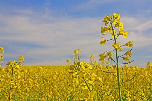 Full payment of rapeseed farmers' claims in Kohgiluyeh and Boyer-Ahmad
