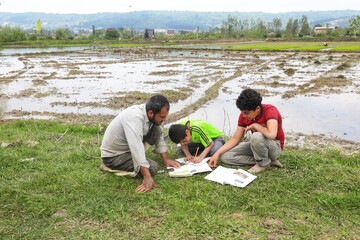 آغاز کشت نشا برنج در شهرستان بابل - مازندران
