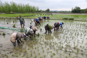 نشای دستی برنج سنتی‌ترین روش کاشت در شالیزارها