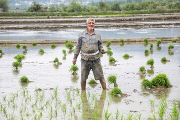 آغاز کشت نشا برنج در شهرستان بابل - مازندران