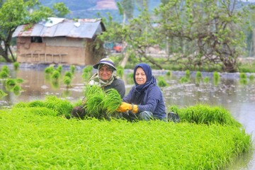 در روش سنتی نشاء دستی برنج، کشاورزان با صرف دقت و حوصله فراوان، نشاهای جوان را یکی‌یکی از خزانه به شالیزار منتقل می‌کنند.