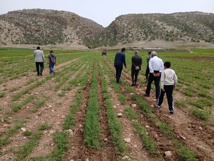 معرفی ارقام اصلاح شده نخود و عدس، مبارزه مکانیکی با علف‌های هرز و تغذیه تکمیلی در نخود