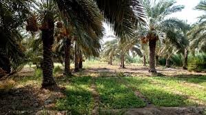 کاشت رقم جدید نخل «استعمران» در دشت‌ عباس دهلران