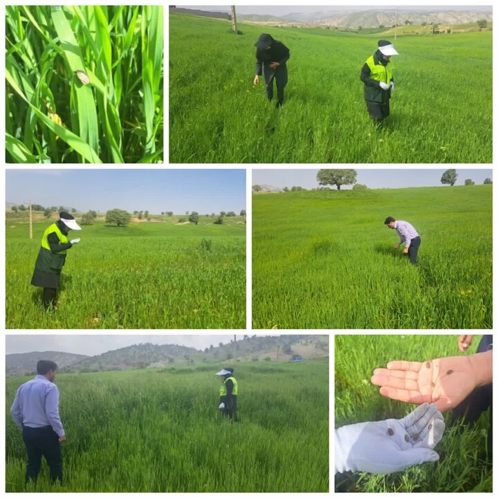 پایش مستمر آفت سن غلات و ارزیابی آن در مزارع ایلام