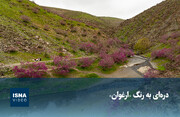 ویدیو/ دره‌ای به رنگ «ارغوان»