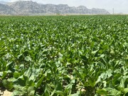 خرید نقدی گلرنگ با نرخ ۹۰ هزار تومان در فارس آغاز می‌شود