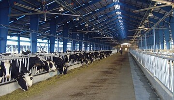 تأمین ۴۱۸ میلیارد تومان تسهیلات برای فعال‌سازی واحدهای پرواربندی دام سیستان و بلوچستان