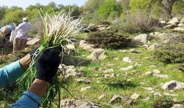 بهار پربارش و هجوم سودجویان به گیاهان دارویی/ زنگ خطر برای مراتع استان مرکزی به صدا درآمد