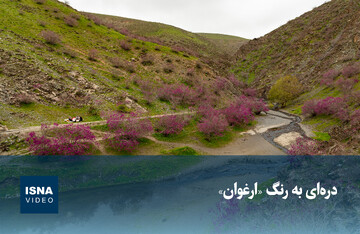 ویدیو/ دره‌ای به رنگ «ارغوان»