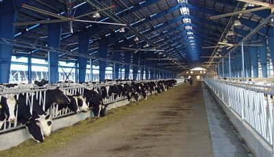 تأمین ۴۱۸ میلیارد تومان تسهیلات برای فعال‌سازی واحدهای پرواربندی دام سیستان و بلوچستان