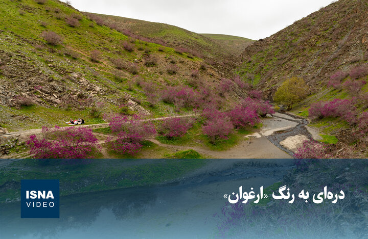 ویدیو/ دره‌ای به رنگ «ارغوان»