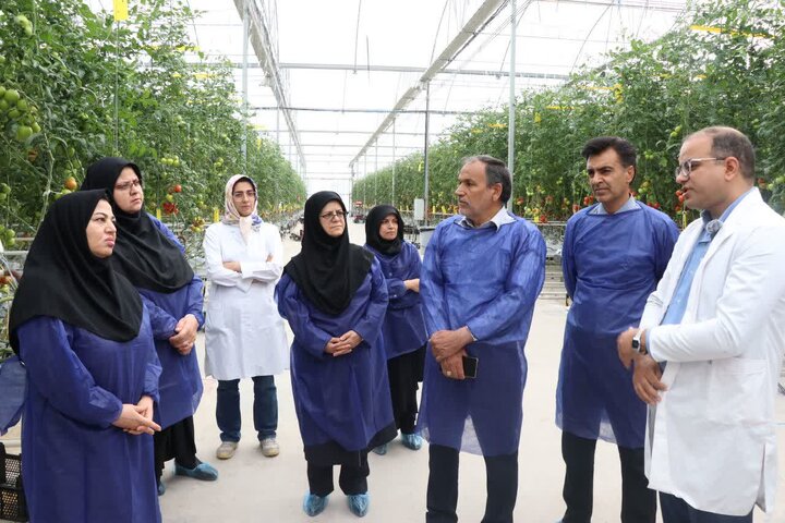 پیشبینی اشتغال ۴۰۰ نفری، با تکمیل طرح توسعه گلخانه هیدروپونک رفسنجان