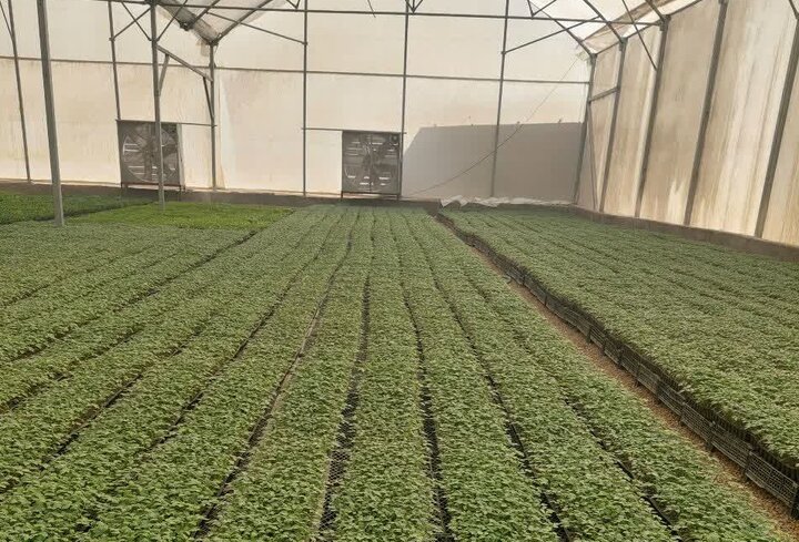 تولید سالانه ۲۵۰ میلیون نشاء در گلخانه‌های کازرون/ صادرات به ۴ استان کشور