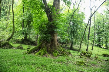دوم اردیبهشت روز جهانی زمین پاک
