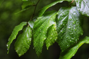 دوم اردیبهشت روز جهانی زمین پاک