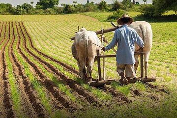 قابلیت‌های هوش مصنوعی در احیای «زندگی روستایی»