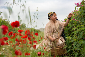 "عطر گلاب؛ میراثی از میمند برای فرشتگان میناب”