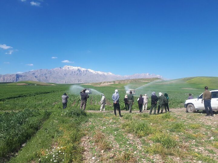 مبارزه جدی با کشت‌های ممنوعه در اراضی زراعی کرمانشاه