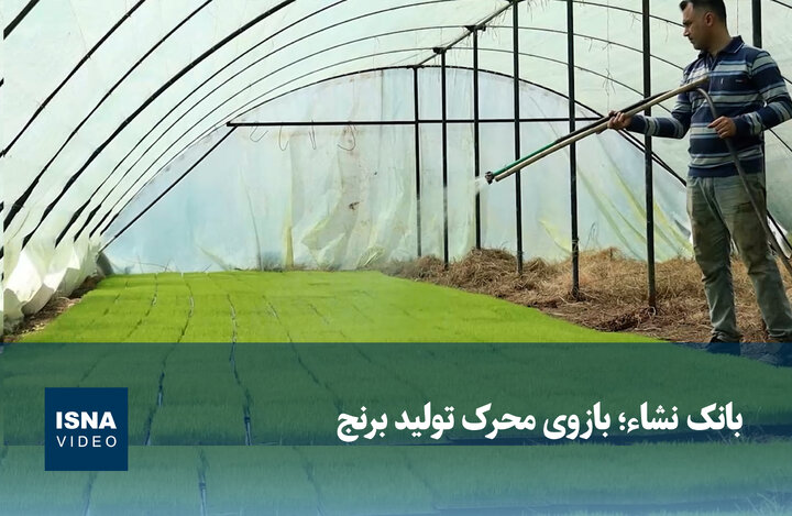 ویدیو/ بانک نشاء؛ بازوی محرک تولید برنج