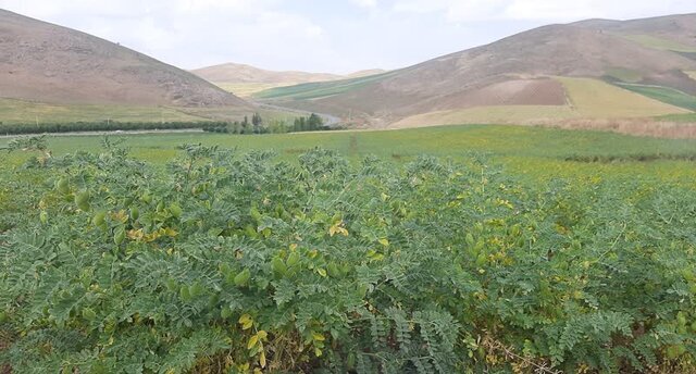 رهاسازی زنبور براکون در مزارع نخود بدره