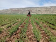 آغاز فاز عملیاتی طرح شبکه ملی مزارع الگویی در ایلام