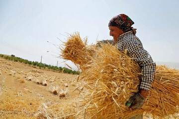خرید تضمینی۴۰۰ هزار تن گندم در اردبیل/ پرداخت۳۰ درصد مبلغ خریدهای تضمینی قبل از تحویل