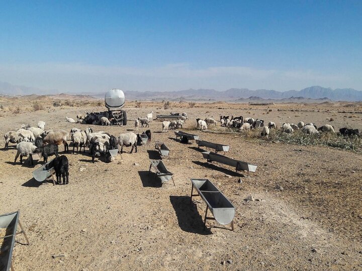 بهره‌برداری از ۱۲۵۰ آبشخور دامی در سیستان و بلوچستان