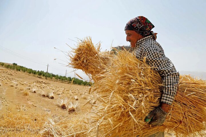 خرید تضمینی۴۰۰ هزار تن گندم در اردبیل/ پرداخت۳۰ درصد مبلغ خریدهای تضمینی قبل از تحویل