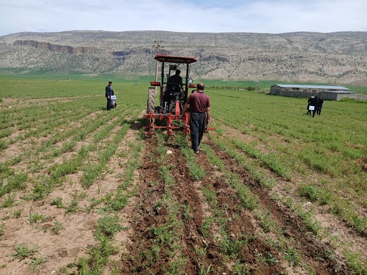 رونمایی از مزرعه الگویی زراعت نخود مکانیزه در ایلام