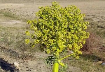 ظرفیت‌های مغفول «آنغوزه» کلید اشتغال‌زایی و ارزآوری در شرق فارس