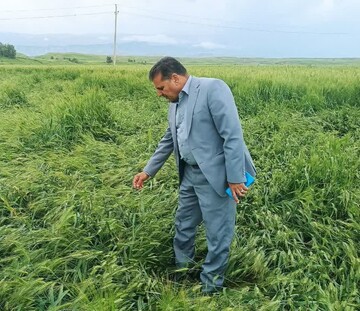مدیر جهاد کشاورزی شهرستان: خسارت گسترده تگرگ به محصولات کشاورزی دره‌شهر